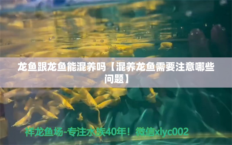 龍魚跟龍魚能混養(yǎng)嗎【混養(yǎng)龍魚需要注意哪些問題】 水族問答 第1張