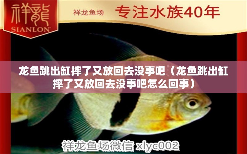 龍魚跳出缸摔了又放回去沒事吧（龍魚跳出缸摔了又放回去沒事吧怎么回事） 廣州龍魚批發(fā)市場