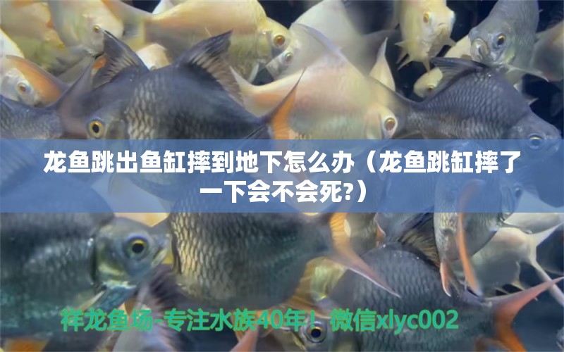 龍魚跳出魚缸摔到地下怎么辦（龍魚跳缸摔了一下會不會死?）