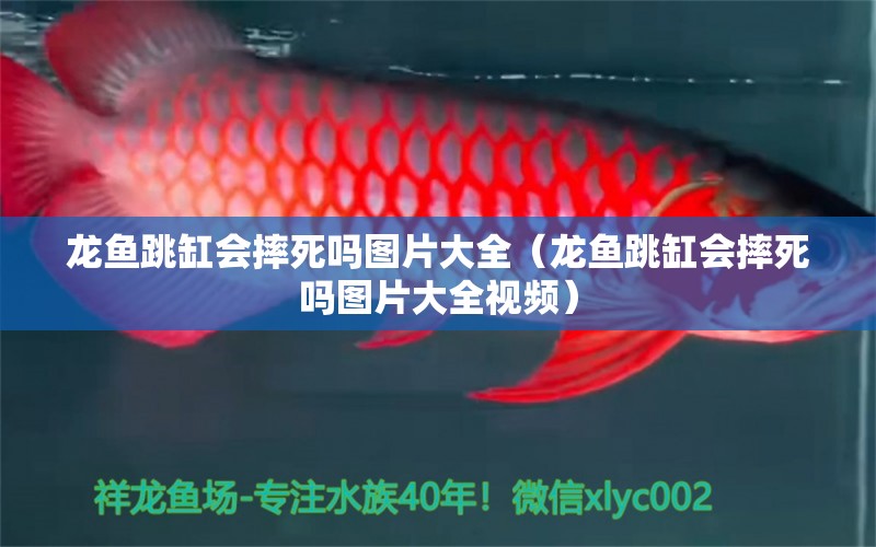 龍魚跳缸會摔死嗎圖片大全（龍魚跳缸會摔死嗎圖片大全視頻） 泰國虎魚