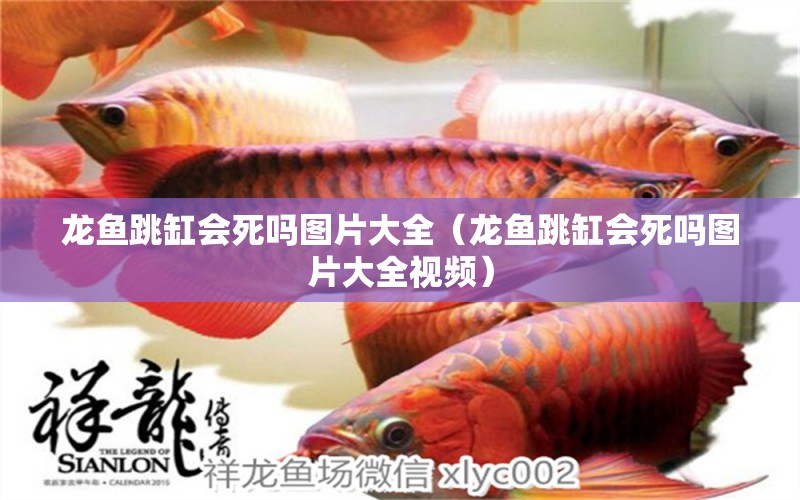 龍魚跳缸會(huì)死嗎圖片大全（龍魚跳缸會(huì)死嗎圖片大全視頻） 廣州龍魚批發(fā)市場(chǎng)