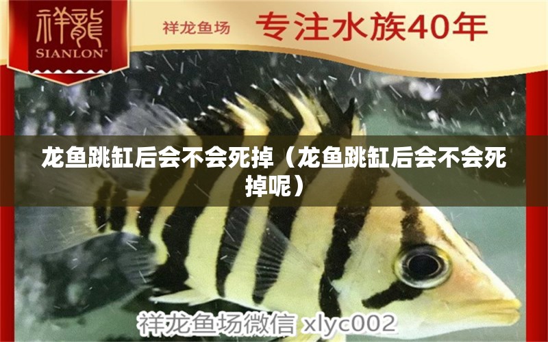 龍魚跳缸后會不會死掉（龍魚跳缸后會不會死掉呢） 廣州龍魚批發(fā)市場