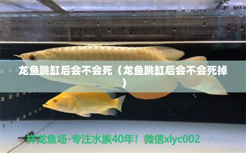 龍魚跳缸后會(huì)不會(huì)死（龍魚跳缸后會(huì)不會(huì)死掉） 廣州龍魚批發(fā)市場(chǎng)