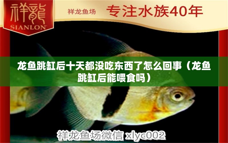 龍魚跳缸后十天都沒吃東西了怎么回事（龍魚跳缸后能喂食嗎）