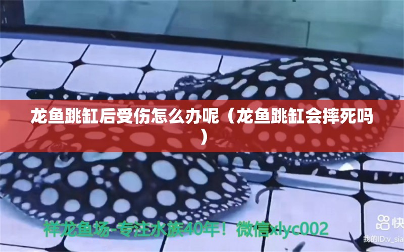 龍魚跳缸后受傷怎么辦呢（龍魚跳缸會摔死嗎）