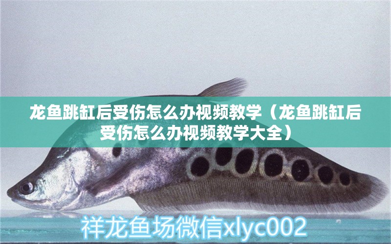 龍魚跳缸后受傷怎么辦視頻教學(xué)（龍魚跳缸后受傷怎么辦視頻教學(xué)大全）