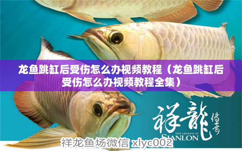 龍魚跳缸后受傷怎么辦視頻教程（龍魚跳缸后受傷怎么辦視頻教程全集） 廣州龍魚批發(fā)市場