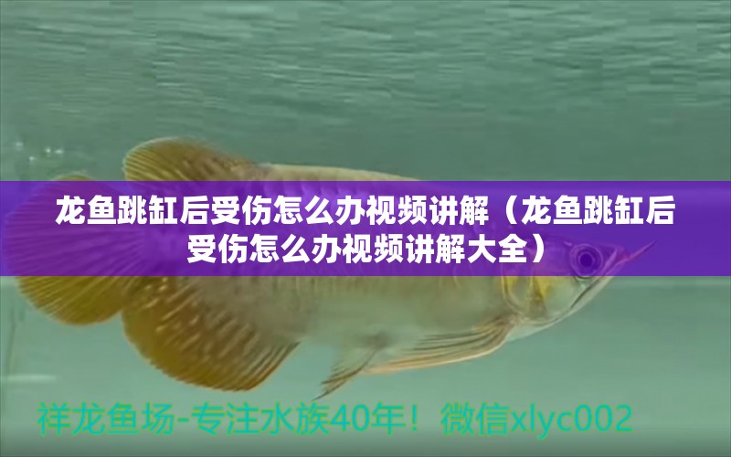 龍魚跳缸后受傷怎么辦視頻講解（龍魚跳缸后受傷怎么辦視頻講解大全）