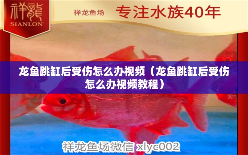 龍魚跳缸后受傷怎么辦視頻（龍魚跳缸后受傷怎么辦視頻教程） 廣州龍魚批發(fā)市場