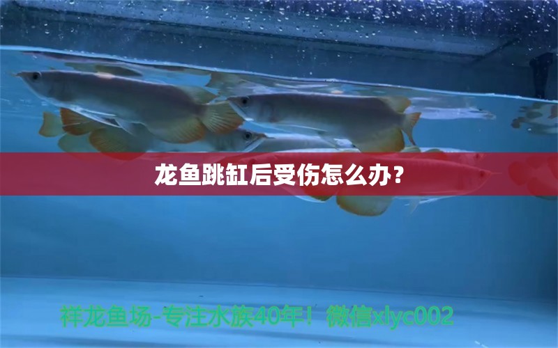 龍魚跳缸后受傷怎么辦？ 銀河星鉆魚