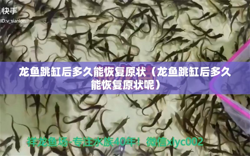 龍魚跳缸后多久能恢復(fù)原狀（龍魚跳缸后多久能恢復(fù)原狀呢） 廣州龍魚批發(fā)市場