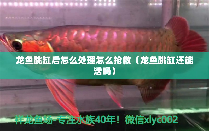 龍魚跳缸后怎么處理怎么搶救（龍魚跳缸還能活嗎）