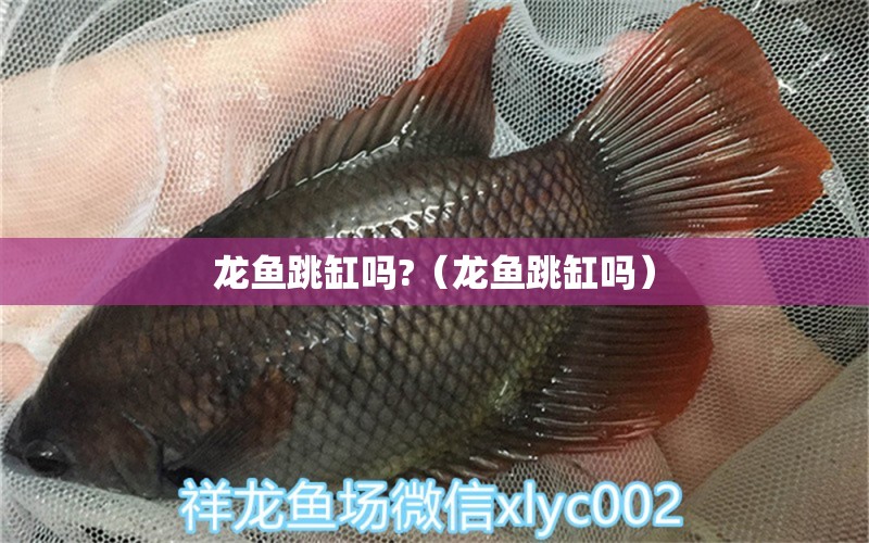 龍魚跳缸嗎?（龍魚跳缸嗎） 廣州龍魚批發(fā)市場(chǎng)