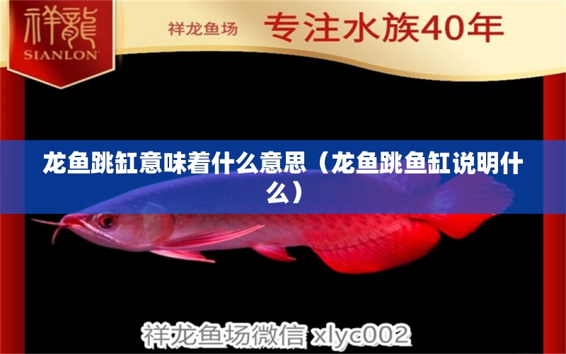 龍魚跳缸意味著什么意思（龍魚跳魚缸說明什么）