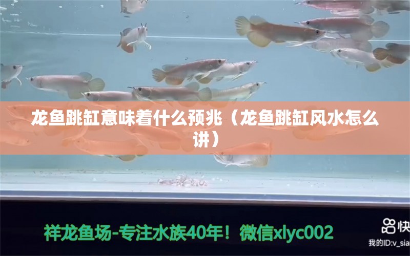 龍魚跳缸意味著什么預(yù)兆（龍魚跳缸風(fēng)水怎么講） 魚缸風(fēng)水