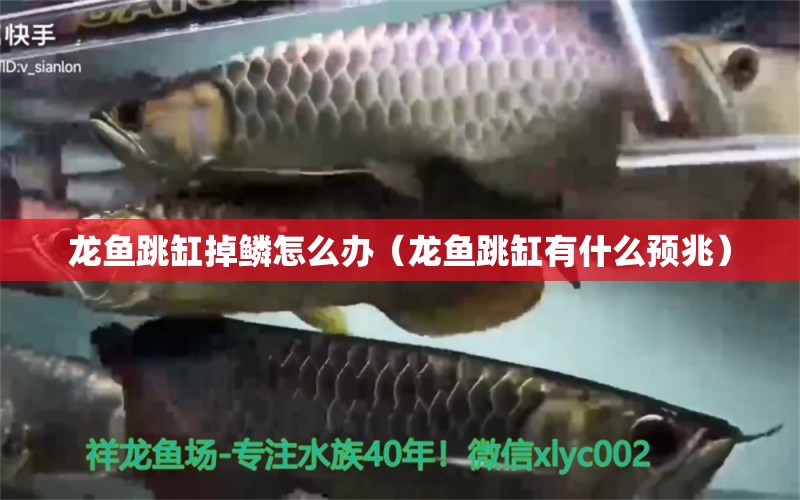 龍魚跳缸掉鱗怎么辦（龍魚跳缸有什么預(yù)兆）