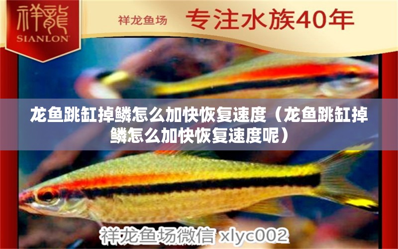 龍魚(yú)跳缸掉鱗怎么加快恢復(fù)速度（龍魚(yú)跳缸掉鱗怎么加快恢復(fù)速度呢）