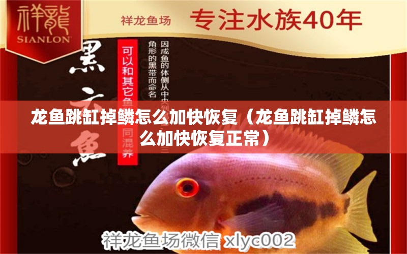 龍魚跳缸掉鱗怎么加快恢復（龍魚跳缸掉鱗怎么加快恢復正常） 廣州龍魚批發(fā)市場