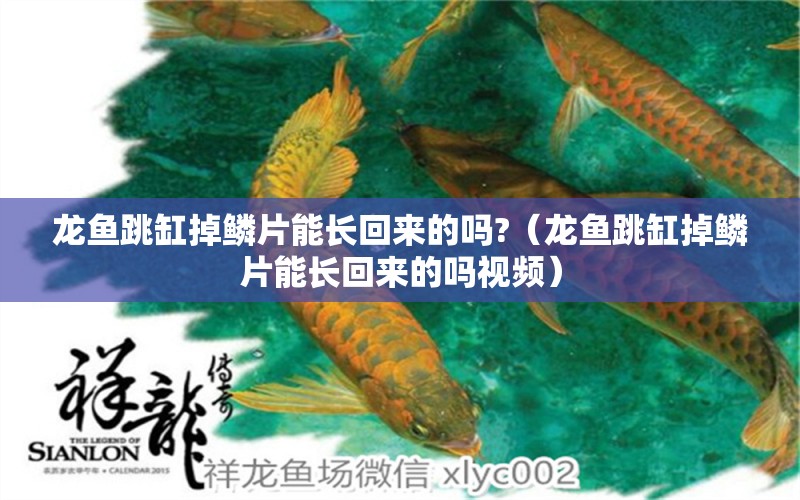 龍魚跳缸掉鱗片能長回來的嗎?（龍魚跳缸掉鱗片能長回來的嗎視頻） 廣州龍魚批發(fā)市場