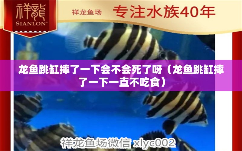 龍魚跳缸摔了一下會(huì)不會(huì)死了呀（龍魚跳缸摔了一下一直不吃食）