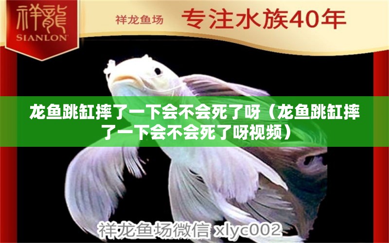 龍魚跳缸摔了一下會不會死了呀（龍魚跳缸摔了一下會不會死了呀視頻）