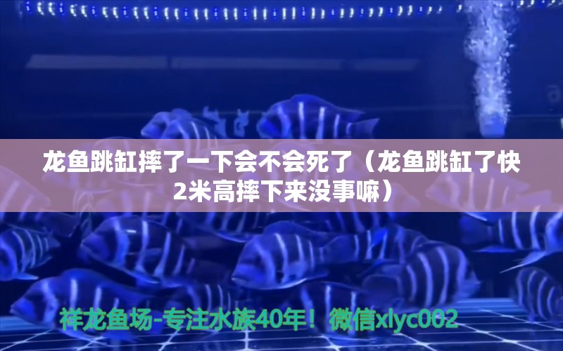 龍魚跳缸摔了一下會不會死了（龍魚跳缸了快2米高摔下來沒事嘛） 觀賞魚