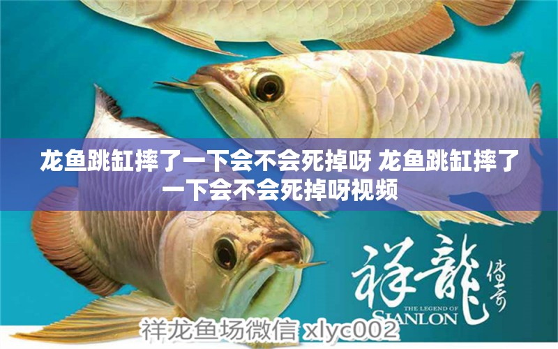 龍魚跳缸摔了一下會不會死掉呀 龍魚跳缸摔了一下會不會死掉呀視頻