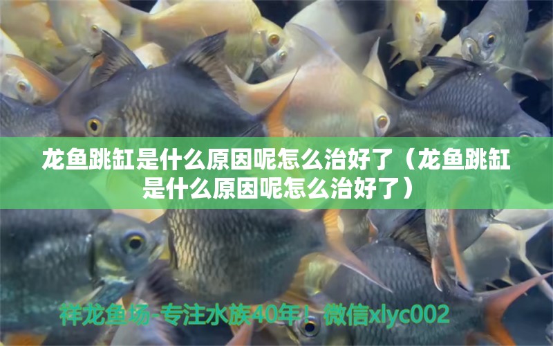 龍魚跳缸是什么原因呢怎么治好了（龍魚跳缸是什么原因呢怎么治好了） 廣州龍魚批發(fā)市場(chǎng)