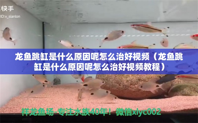 龍魚跳缸是什么原因呢怎么治好視頻（龍魚跳缸是什么原因呢怎么治好視頻教程） 觀賞魚市場（混養(yǎng)魚）