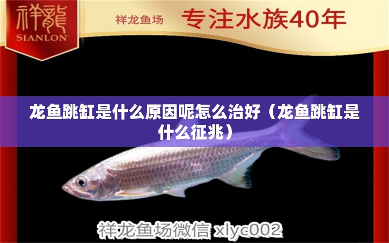 龍魚跳缸是什么原因呢怎么治好（龍魚跳缸是什么征兆）