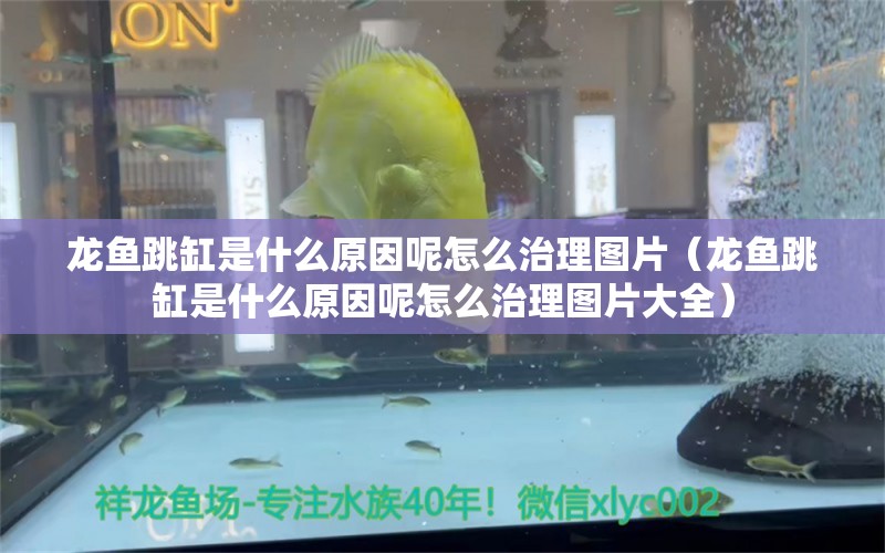 龍魚(yú)跳缸是什么原因呢怎么治理圖片（龍魚(yú)跳缸是什么原因呢怎么治理圖片大全）