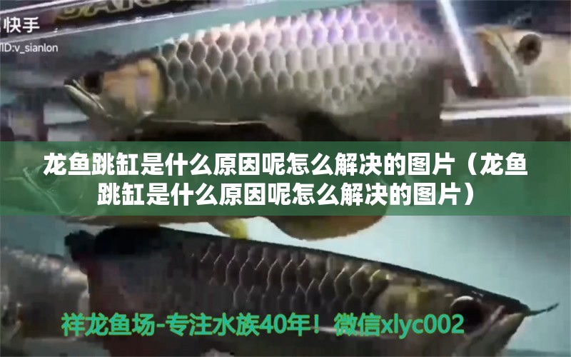 龍魚跳缸是什么原因呢怎么解決的圖片（龍魚跳缸是什么原因呢怎么解決的圖片） 黑云魚