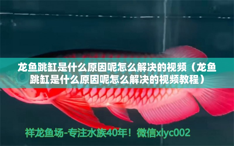 龍魚跳缸是什么原因呢怎么解決的視頻（龍魚跳缸是什么原因呢怎么解決的視頻教程） 廣州龍魚批發(fā)市場