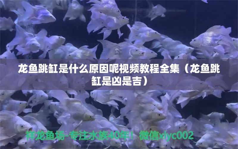 龍魚跳缸是什么原因呢視頻教程全集（龍魚跳缸是兇是吉） 觀賞魚