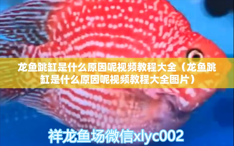 龍魚跳缸是什么原因呢視頻教程大全（龍魚跳缸是什么原因呢視頻教程大全圖片） 廣州龍魚批發(fā)市場 第1張