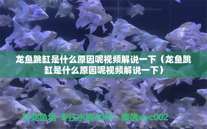 龍魚跳缸是什么原因呢視頻解說一下（龍魚跳缸是什么原因呢視頻解說一下）