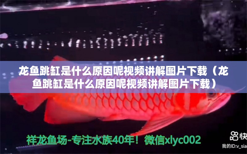 龍魚跳缸是什么原因呢視頻講解圖片下載（龍魚跳缸是什么原因呢視頻講解圖片下載）