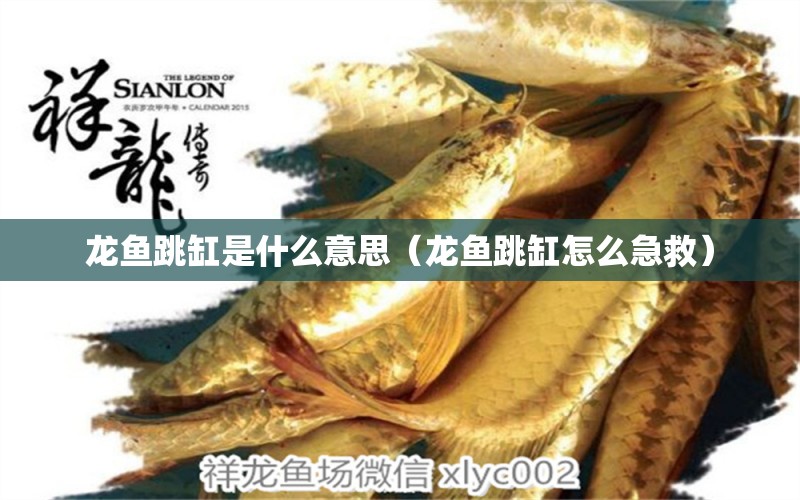 龍魚跳缸是什么意思（龍魚跳缸怎么急救）