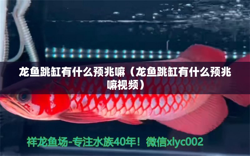 龍魚跳缸有什么預兆嘛（龍魚跳缸有什么預兆嘛視頻） 廣州龍魚批發(fā)市場