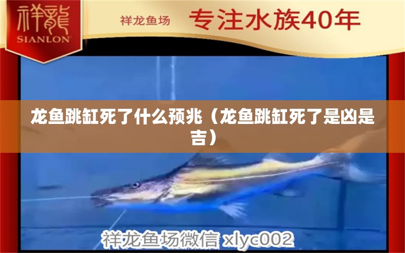 龍魚跳缸死了什么預(yù)兆（龍魚跳缸死了是兇是吉） 觀賞魚