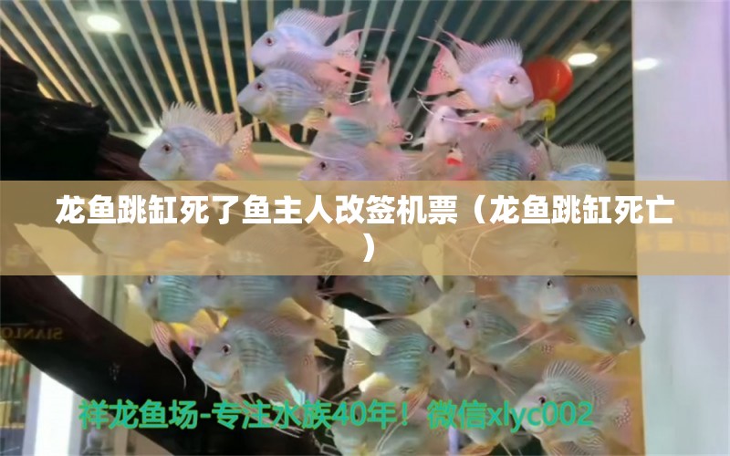 龍魚跳缸死了魚主人改簽機(jī)票（龍魚跳缸死亡） 廣州龍魚批發(fā)市場(chǎng)