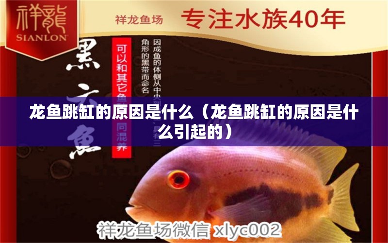 龍魚跳缸的原因是什么（龍魚跳缸的原因是什么引起的） 廣州龍魚批發(fā)市場(chǎng)