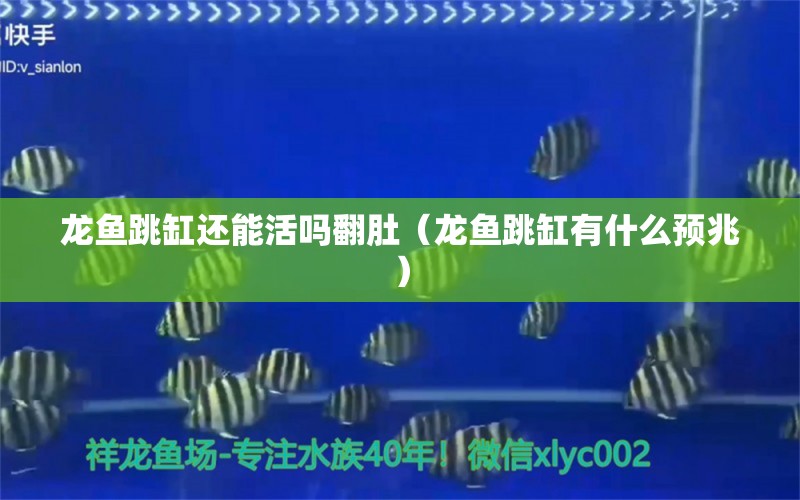 龍魚跳缸還能活嗎翻肚（龍魚跳缸有什么預(yù)兆） 觀賞魚