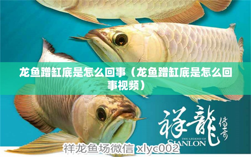 龍魚蹭缸底是怎么回事（龍魚蹭缸底是怎么回事視頻）