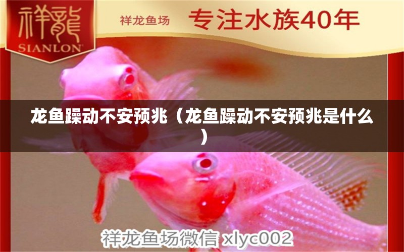 龍魚躁動不安預兆（龍魚躁動不安預兆是什么） 龍魚疾病與治療