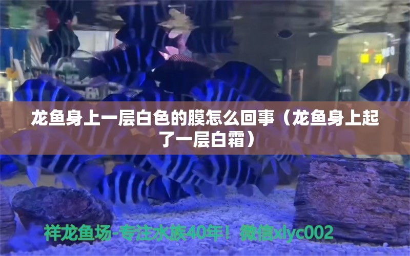 龍魚身上一層白色的膜怎么回事（龍魚身上起了一層白霜）