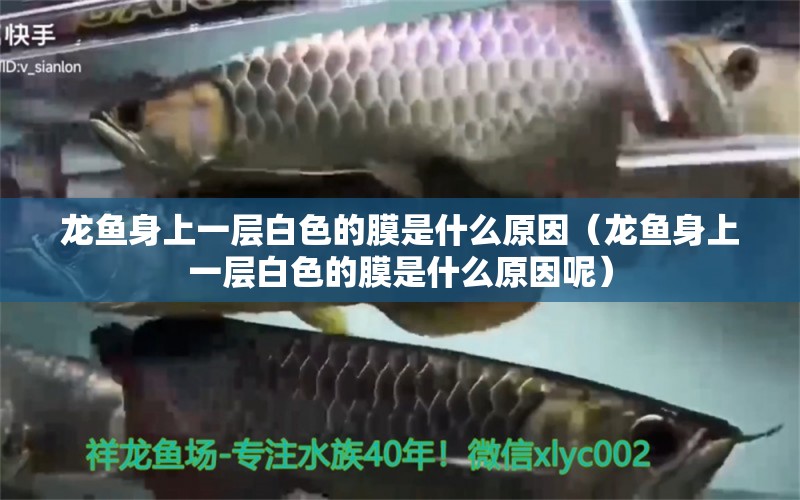 龍魚身上一層白色的膜是什么原因（龍魚身上一層白色的膜是什么原因呢）