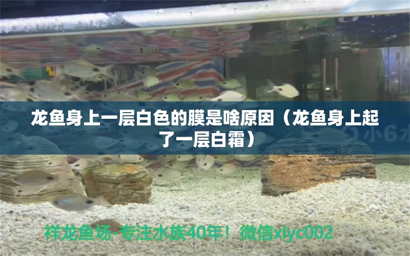 龍魚身上一層白色的膜是啥原因（龍魚身上起了一層白霜）