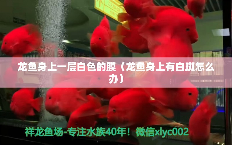 龍魚身上一層白色的膜（龍魚身上有白斑怎么辦）