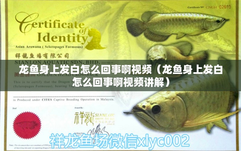 龍魚身上發(fā)白怎么回事啊視頻（龍魚身上發(fā)白怎么回事啊視頻講解）